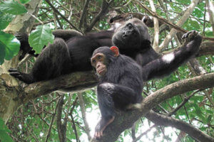 4 Days Rwanda Gorilla