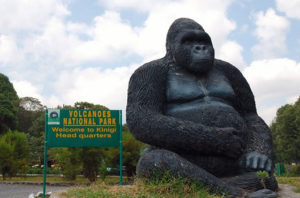 Rwanda Gorilla Trekking