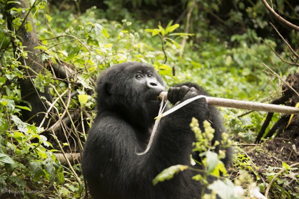 Virunga Mountain Goorillas Virunga Mountain Goorillas