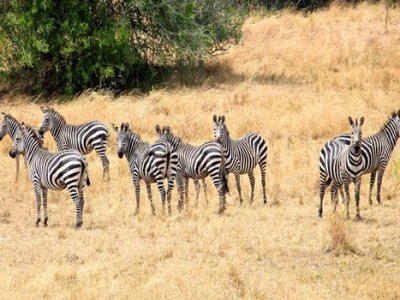 Zebras at Akagera national park