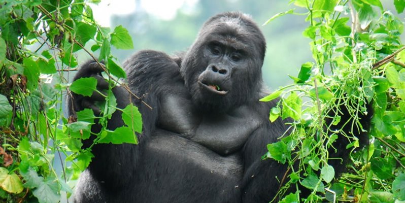 3 Days Rwanda Gorilla
