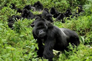 Rwanda gorilla trekking