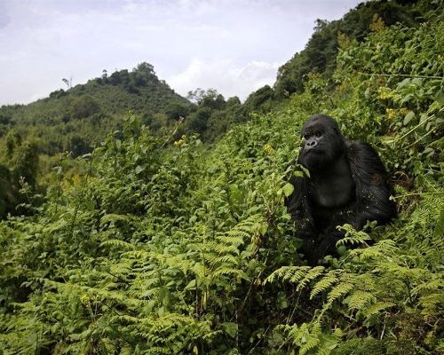volcanoes-national-park