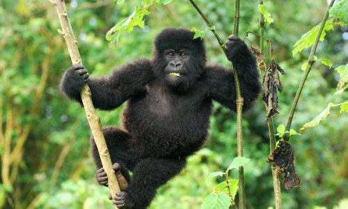 1-Day-Uganda-Rwanda-Gorilla-Tour