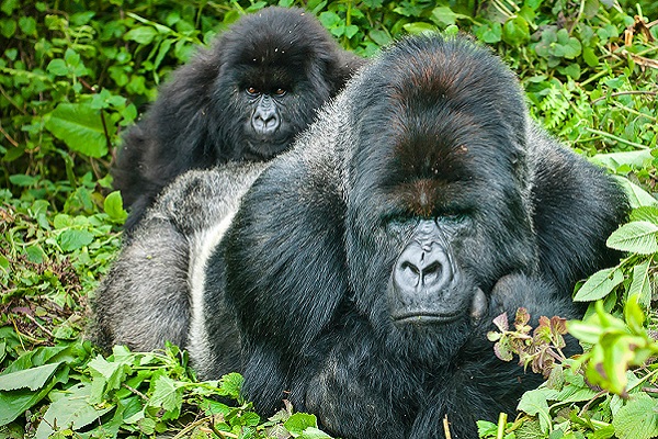 3 Day Uganda Gorilla Trekking Safari From Kigali