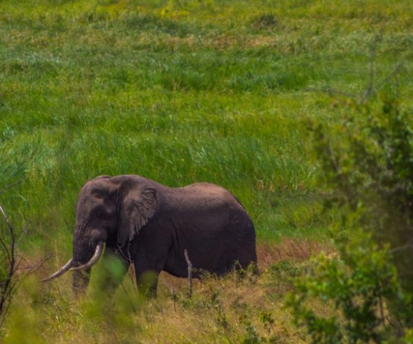 Wildlife Safaris in Rwanda