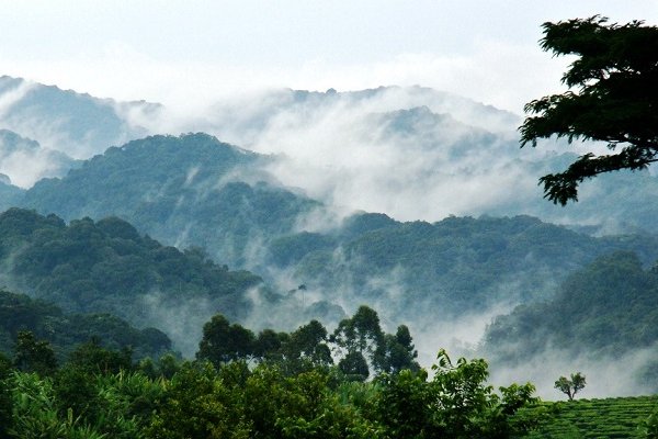 Bwindi impenetrable national park