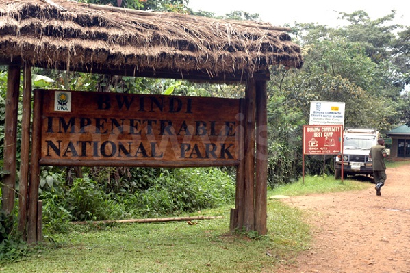Bwindi impenetrable national park