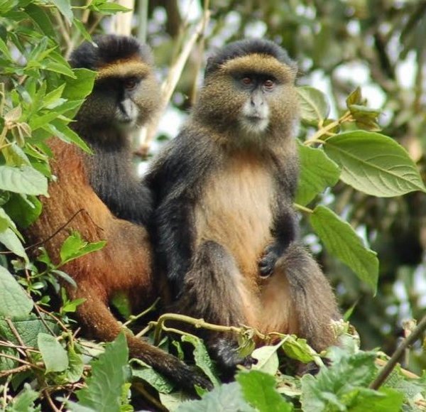 Golden Monkeys Rwanda