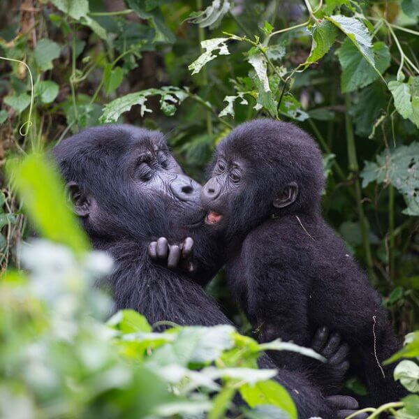 Gorilla families in Rwanda.