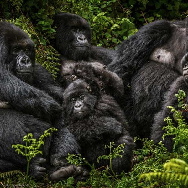 GorillasinRwanda