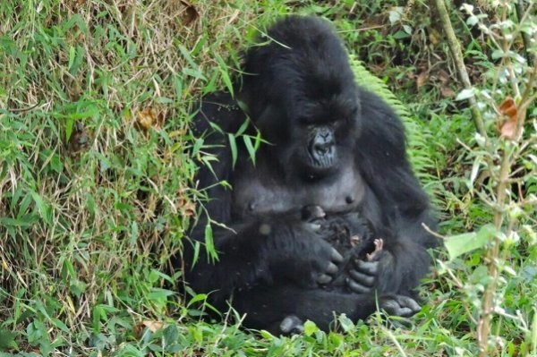 Gorilla Trekking Rules And Regulations
