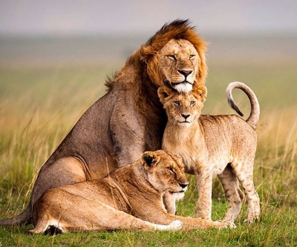 Wildlife Safaris in Rwanda
