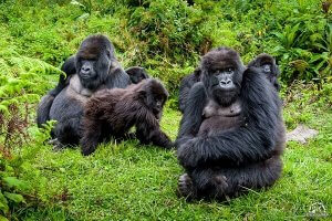 Rwanda gorilla trekking