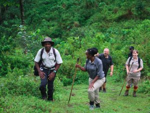 Rwanda gorilla trekking