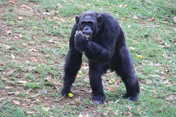 Uganda’s Oldest Chimp Dies At 54