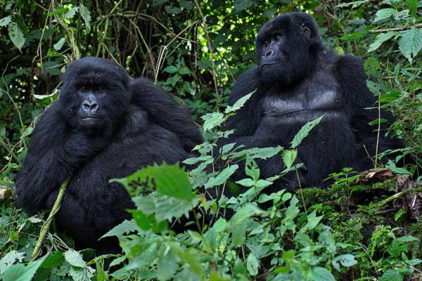 Gorilla families in Rwanda.