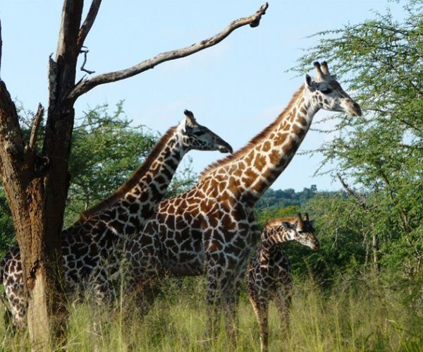 Wildlife Safaris in Rwanda