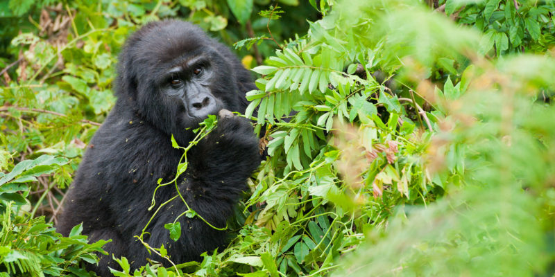 3 Days Bwindi Gorilla Safari