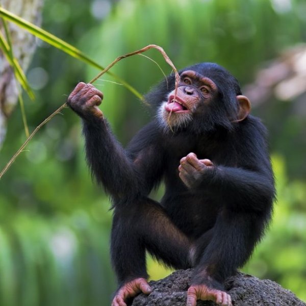 chimpanzee-in-Nyunge-forest