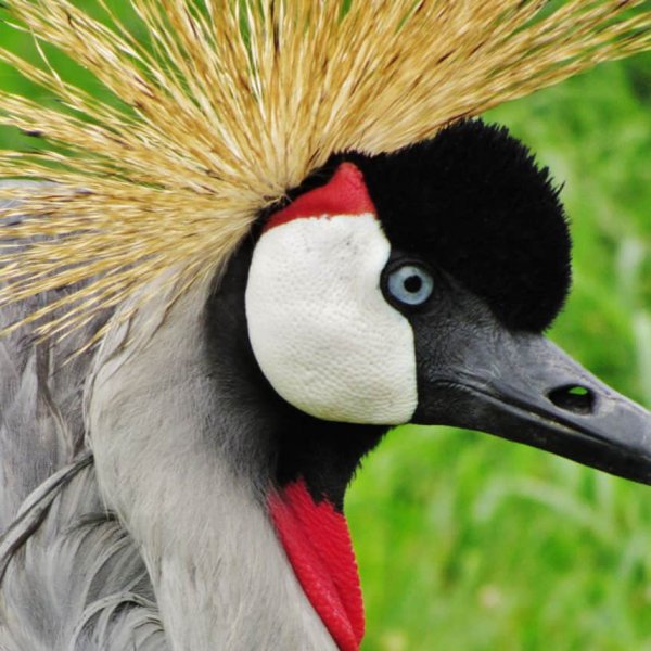Facts About Uganda