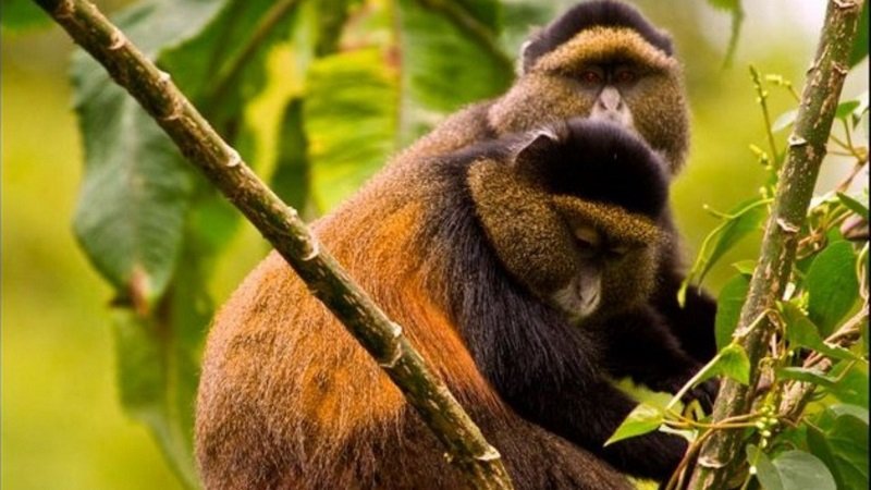 Golden Monkey Trekking In Rwanda