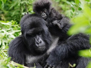 Rwanda gorilla trekking
