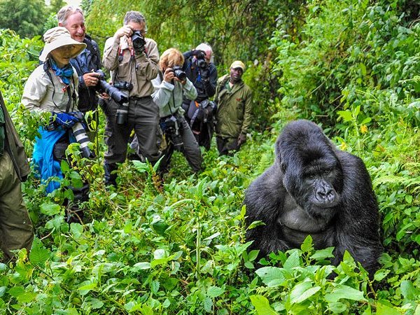 5 Days Gorillas and Chimpanzee Trekking Safari