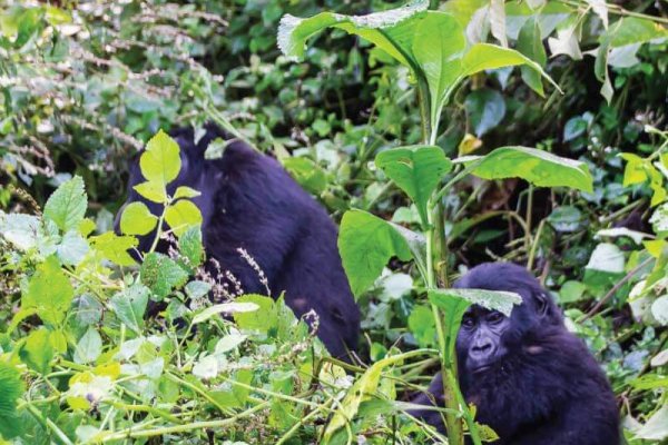 Best Time to Visit Uganda