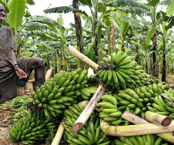 matoke-Uganda-1