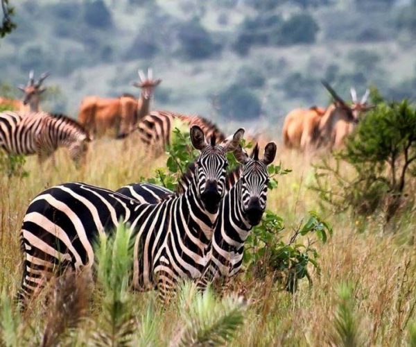 Wildlife Safaris in Rwanda