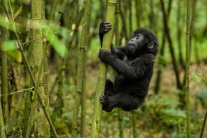 Rwanda gorilla trekking safari.