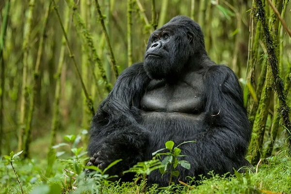 Gorilla families in Rwanda.