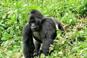 Rwanda gorilla trekking