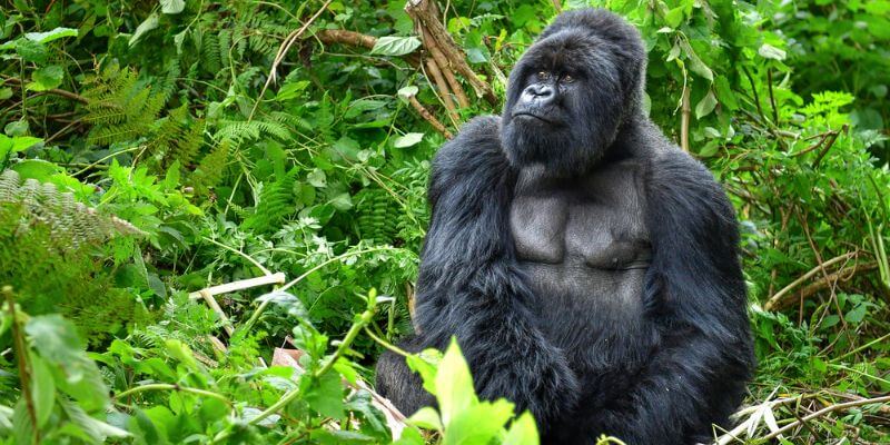 1 Day Gorilla Trekking Uganda