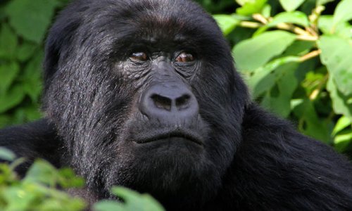 3 Days Rwanda Gorilla Safari