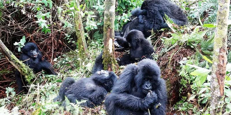 2 Days Uganda Gorilla Trekking