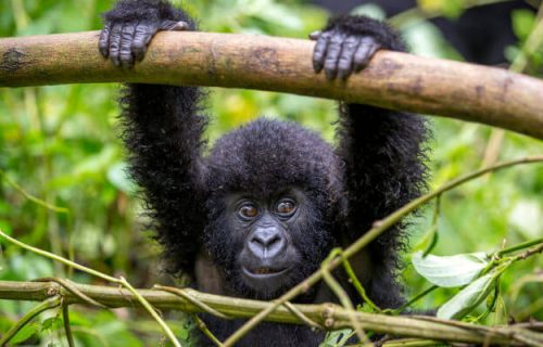 3 Day Gorilla Trekking Uganda