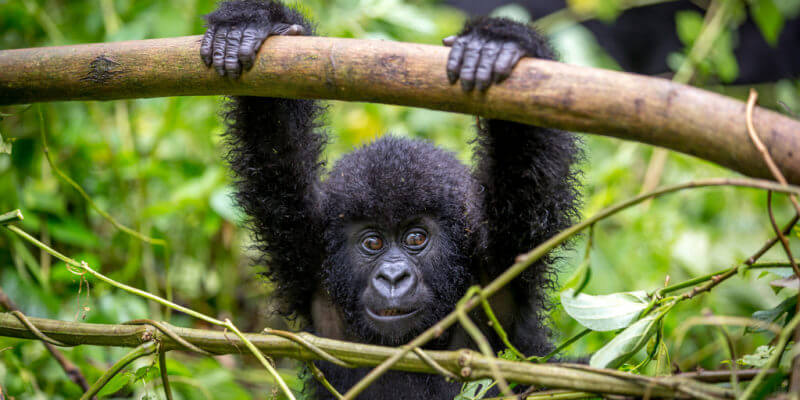 3 Day Gorilla Trekking Uganda
