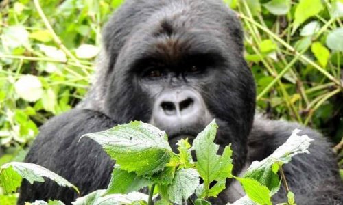 5-Days-Rwanda-Gorilla-Trekking