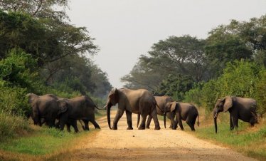 Rwanda Gorilla tours