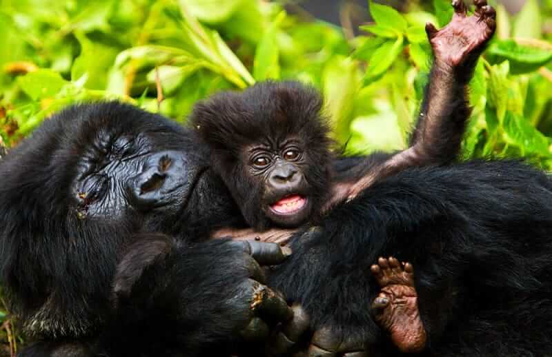7 Days Uganda Gorillas and Wildlife