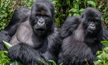 Gorilla Trekking Rwanda