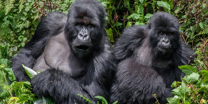 Gorilla Trekking Rwanda