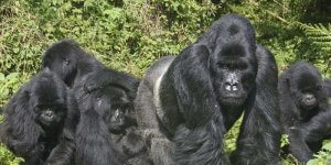 3 Days Gorilla Trekking Uganda