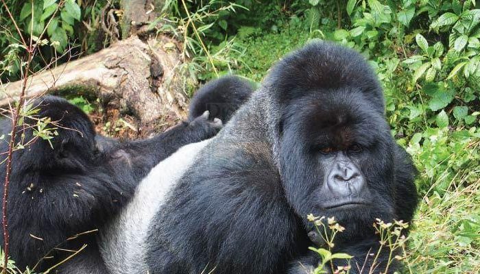 2 Days Gorilla Tour Rwanda