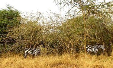 9 Days Uganda Tour