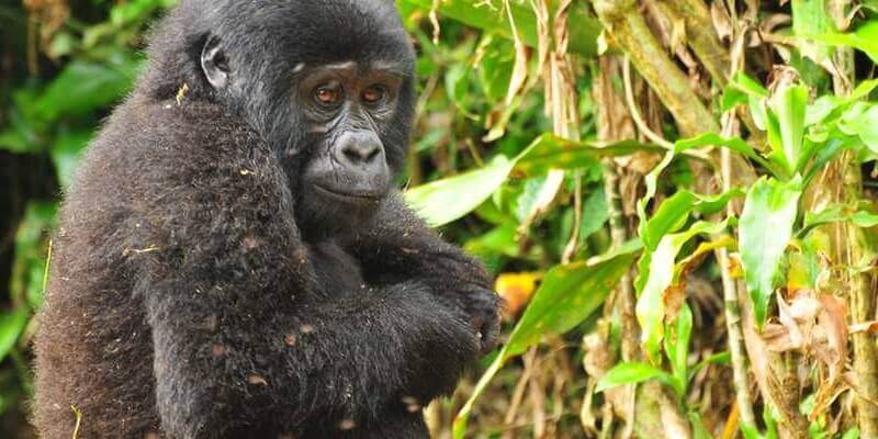 1 Day Gorilla Trekking Uganda