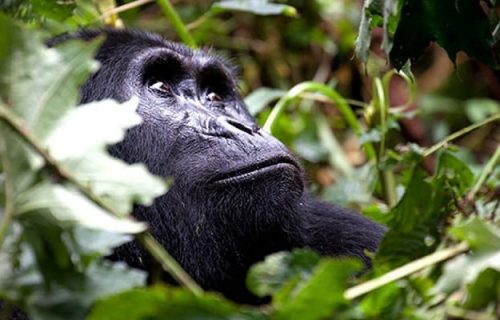 6 Days Rwanda Uganda Gorilla Tour
