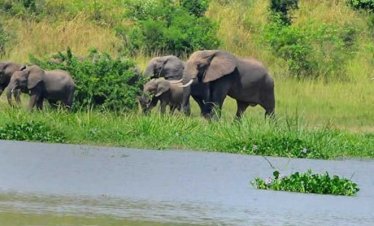 Uganda Wildlife safari